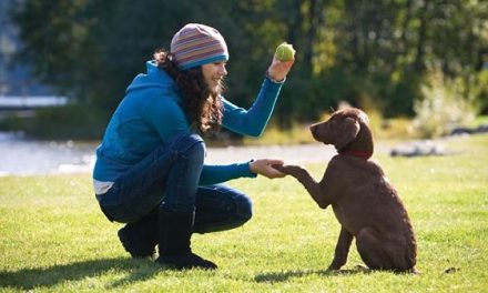 8 consejos básicos que debes conocer para adiestrar a tu cachorro