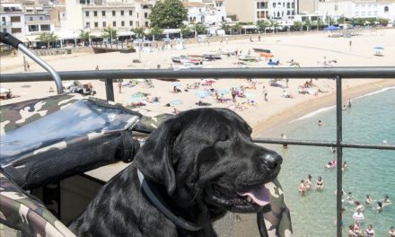 Recogida de Firmas para que Perro Enfermo se pueda bañar en la playa