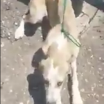 [VIDEO] Perro abandonado a 40º es rescatado