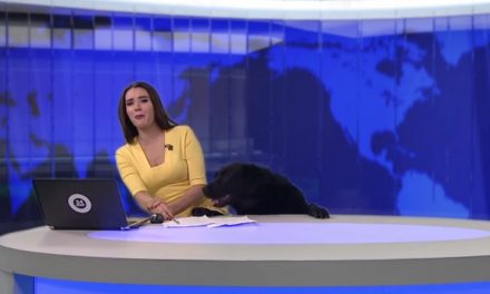 [Divertidísimo VIDEO] Presentadora de TV sorprendida en directo por un perro.