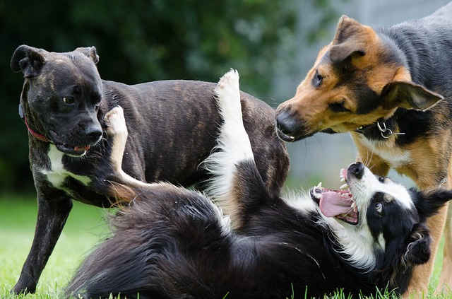 Razas De Perros Grandes Y Gigantes PERRO SHOP