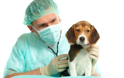 ¿Harías la Cirujía Estética a tu perro? (Ellos si lo hicieron)