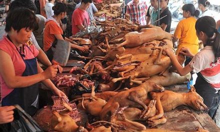 Prohibido en Taiwan el consumo de carne de Perro (y de gato)
