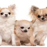 Tipos de Chihuahuas y sus características