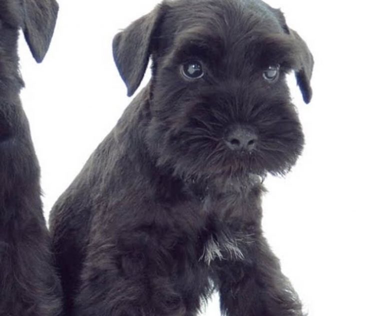 Todo Sobre El Schnauzer Estándar O Mediano Perroshop 6067