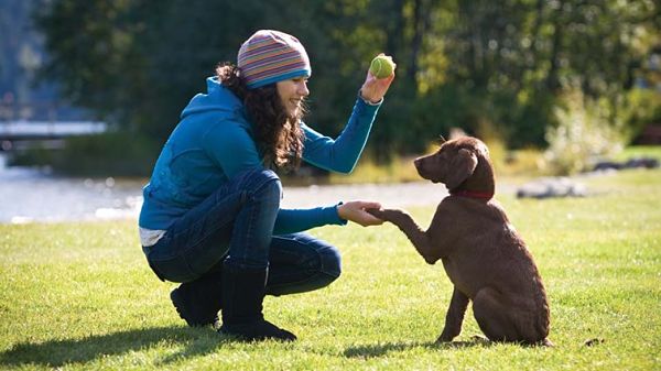 8 consejos básicos que debes conocer para adiestrar a tu cachorro