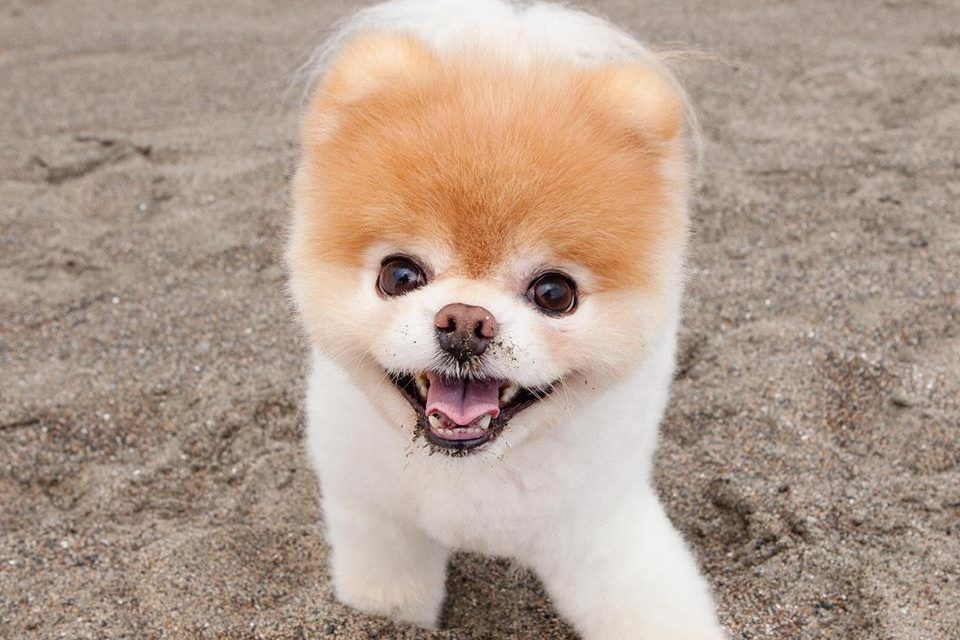 Boo. Uno de los perros más guapos del mundo
