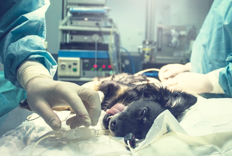 Cirujia para esterilizar a tu perro. Lo que debes saber…