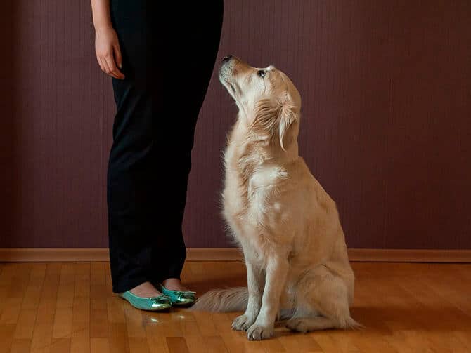 Cómo enseñar a su perro a sentarse (SIT) – Guía paso a paso