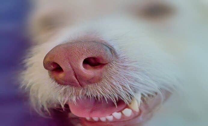 Cuidado dental en Cachorros. ¡Protege sus dientes!