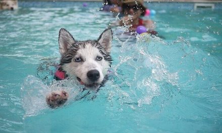 ¿Puedes enseñarle a tu perro a nadar?