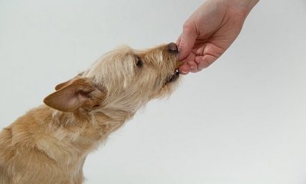 ¡Riesgos de las nueces para los perros!