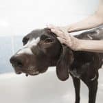 Trucos para bañar a tu perro si no le gusta el agua