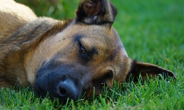 Perros y lo que nos dicen al dormir
