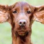 Cómo debe ser la limpieza de oídos en los perros
