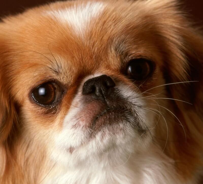 Elevado llegada Temporada ✓ Guía completa del perro Pequinés ▻▻ PERRO.SHOP