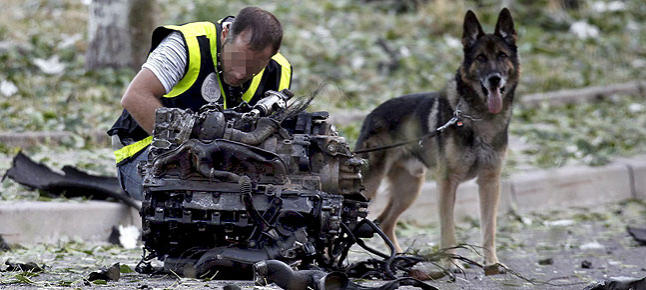 Perro abandonado salva la vida a mujer herida en un accidente de tráfico