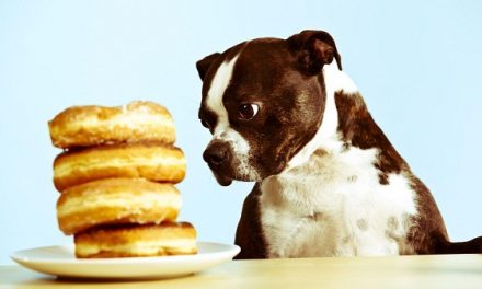 Perros Adultos: Alimentación y Cuidados Básicos