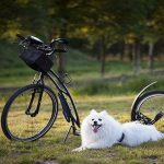 Paseos en bici con tu perro