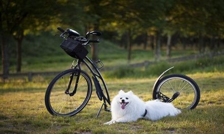 Paseos en bici con tu perro