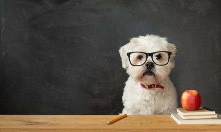 Trucos efectivos para educar a un perro