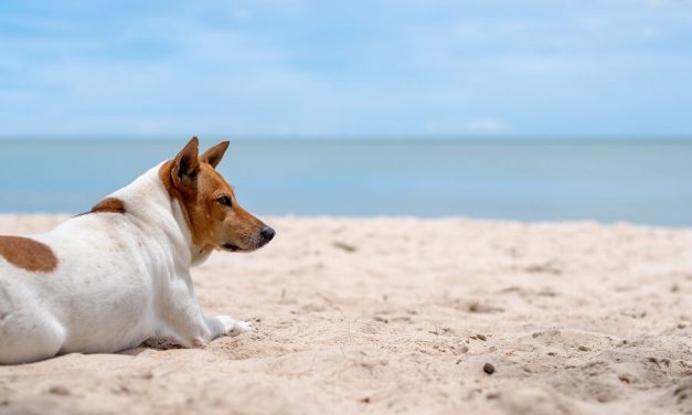 Lo que debes saber para ir a la Playa con Perros