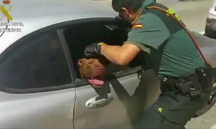 Perro fallece encerrado en un coche [se busca al dueño…]