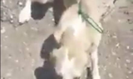 [VIDEO] Perro abandonado a 40º es rescatado