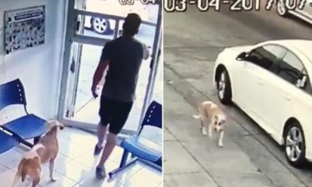 Abandona a su perro en plena calle [VIDEO]