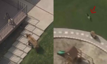 [VIDEO] Perro auyenta a un oso en su jardín