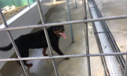 Rottweiler ataca gravemente a veterinaria (y no tenía los papeles en regla)