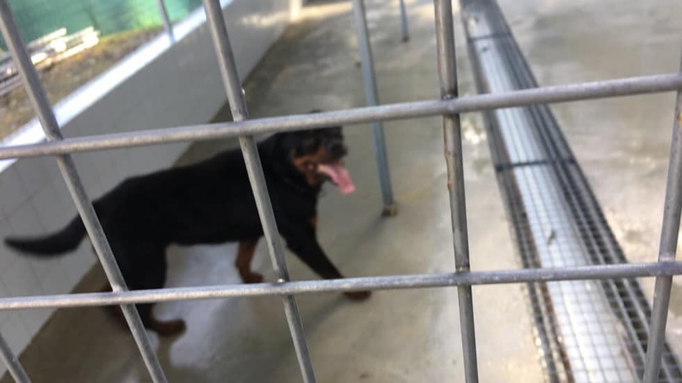 Rottweiler ataca gravemente a veterinaria (y no tenía los papeles en regla)