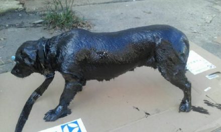 Rescatan a un perro cubierto de Brea (petróleo)