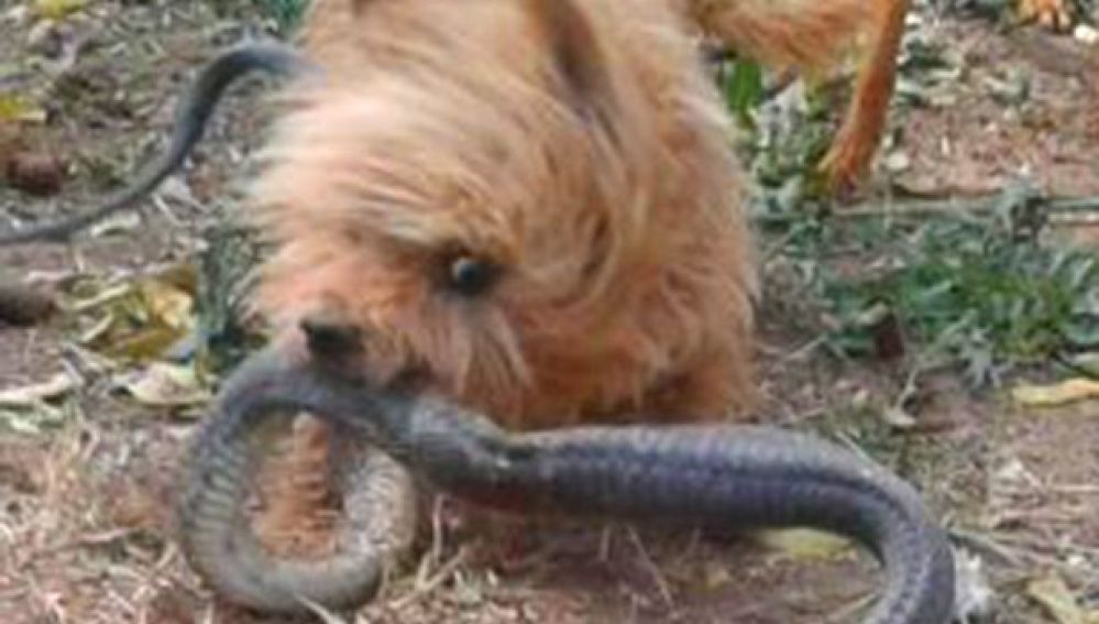Perro sacrifica su vida para proteger a su dueña de una serpiente