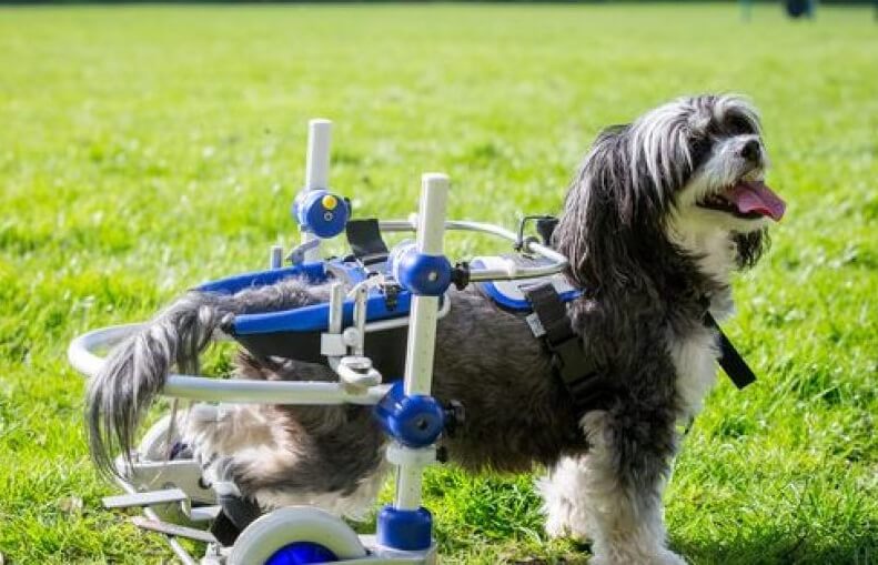Perro paralítico vuelve a andar (y no es un milagro)