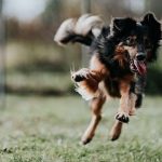 Razas de perros más veloces de la historia
