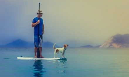 ¿Es posible para los perros viajar en barcos?