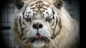 tigre kenny sindrome down