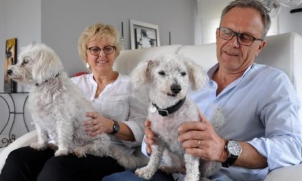 Familia francesa encuentra a su perro 11 años después de haberse extraviado