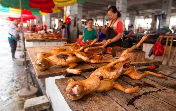 Prohibido el Festival de Carne de Perro de Yulin [por fin lo hemos conseguido…]